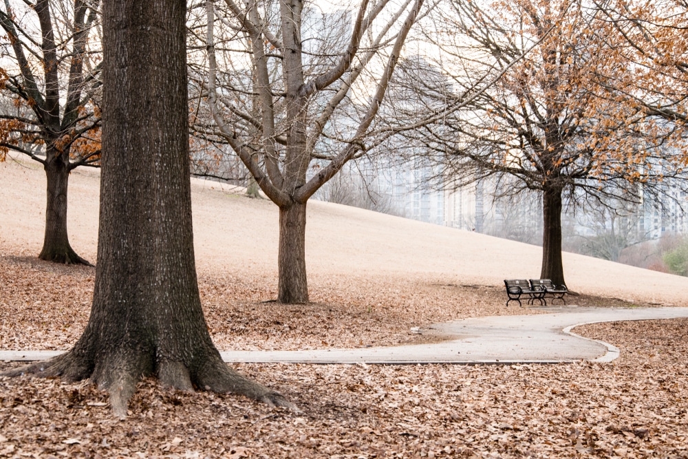 Bed and Breakfast in Atlanta, pretty winter scene at a park in downtown Atlanta 